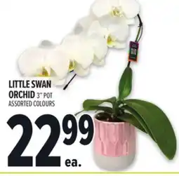 Metro LITTLE SWAN ORCHID offer