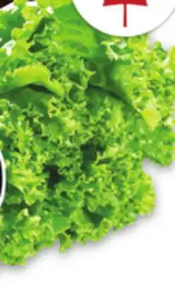 Metro GREEN OR RED LEAF LETTUCE offer