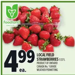 Metro LOCAL FIELD STRAWBERRIES offer