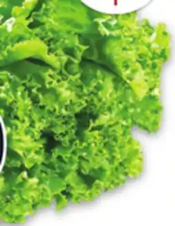 Metro GREEN OR RED LEAF LETTUCE offer