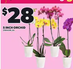 Loblaws 5 INCH ORCHID offer