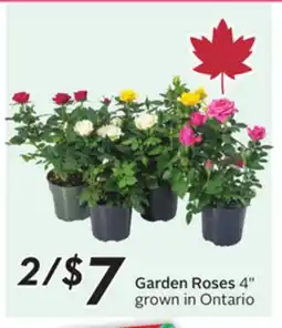 Sobeys Garden Roses 4 offer