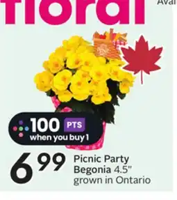 Sobeys Picnic Party Begonia 4.5 offer