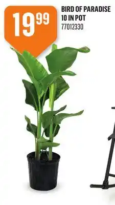 Canac White bird of paradise offer