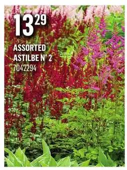 Canac ASSORTED ASTILBE N° 2 offer