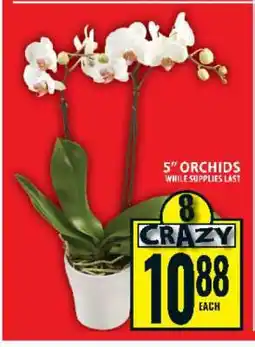Food Basics 5 Orchids offer