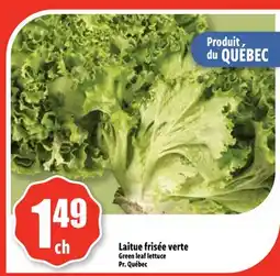 Bonanza Laitus frisée verte offer
