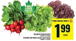 Food Basics Bunch Radishes or Green/Red Leaf Lettuce offer