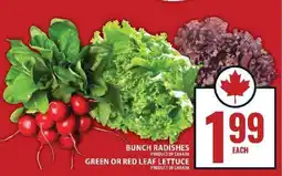 Food Basics Bunch Radishes, Green or Red Leaf Lettuce offer