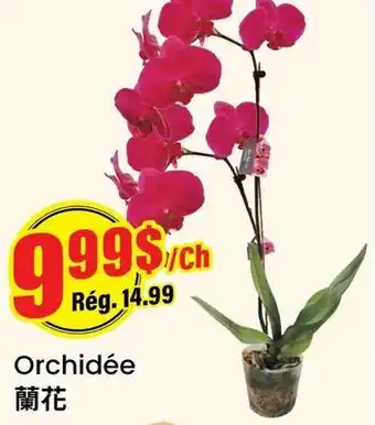 Btrust Supermarket Orchidée offer