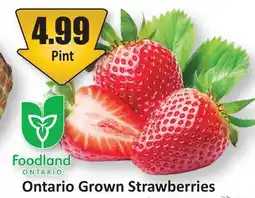 Starsky Ontario Grown Strawberries offer