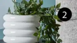 JYSK Artificial hanging olive leaf plant offer