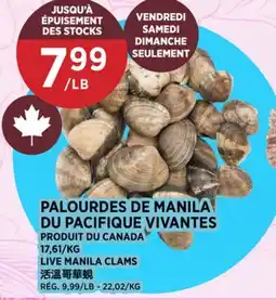 Kim Phat LIVE MANILA CLAMS offer