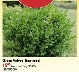 Sheridan Nurseries Green Velvet Boxwood offer