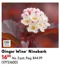 Sheridan Nurseries Ginger Wine Ninebark offer