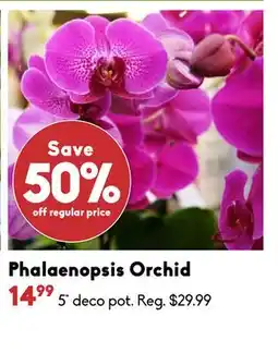 Sheridan Nurseries Phalaenopsis Orchid offer