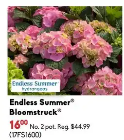 Sheridan Nurseries Endless Summer Bloomstruck offer