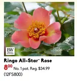 Sheridan Nurseries Ringo All-Star Rose offer