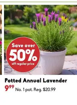 Sheridan Nurseries Potted Annual Lavender offer