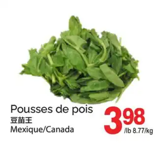 T&T Supermarket Pousses de pois offer