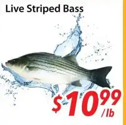 Bestco Food Mart Live Striped Bass offer