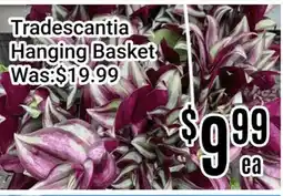 Nations Fresh Foods Tradescantia Hanging Basket offer