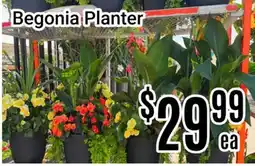 Nations Fresh Foods Begonia Planter offer