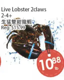Fresh Palace Supermarket Live Lobster 2claws offer