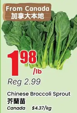 Terra Foodmart Chinese Broccoli Sprout offer