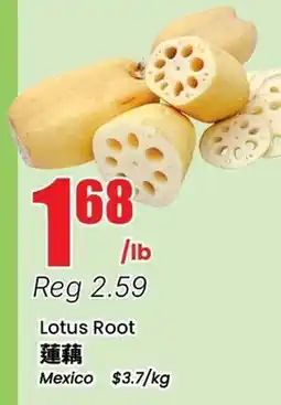 Terra Foodmart Lotus Root offer