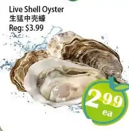 Food Depot Supermarket Live Shell Oyster offer