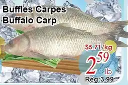 Marche C&T Buffles Carpes offer