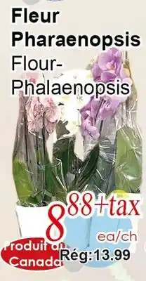 Marche C&T Fleur Pharaenopsis offer