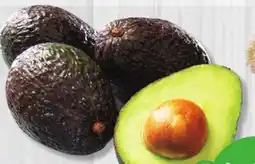 Marches Tradition HASS AVOCADO offer