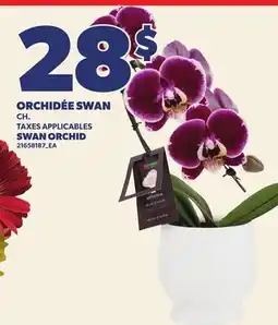 Provigo ORCHIDÉE SWAN | SWAN ORCHID offer
