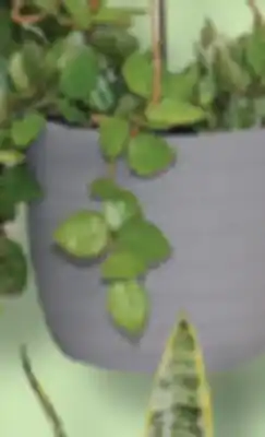 IGA AQUATIC PACHERA, SANSEVIER SUCCULENTE OR HANGING PLAN offer