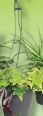 IGA HANGING PLANT OR GREEN PLANTS offer