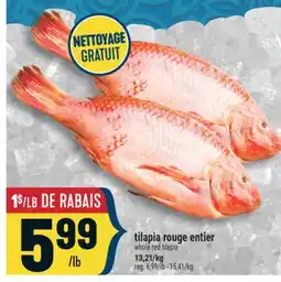 Marché Adonis TILAPIA ROUGE ENTIER | WHOLE RED TILAPIA offer