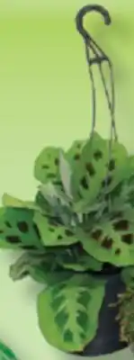 IGA HANGING PLANT OR GREEN PLANTS offer