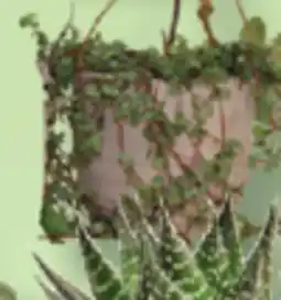 IGA AQUATIC PACHERA, SANSEVIER SUCCULENTE OR HANGING PLANT offer