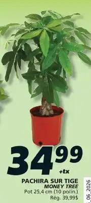 IGA MONEY TREE offer
