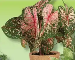 IGA CALADIUM offer