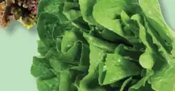 IGA ROMAINE LETTUCE offer