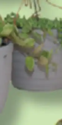 IGA AQUATIC PACHERA, SANSEVIERA, SUCCULENTE OR HANGING PLANT offer