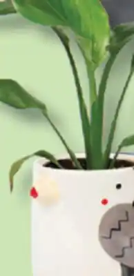 IGA HANGING PLANT OR GREEN PLANTS offer