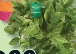 IGA CALADIUM, ROSETTA, FLOWER POT OR HANGING TROPICAL offer
