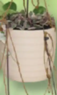 IGA AQUATIC PACHERA, SANSEVIER SUCCULENTE OR HANGING PLAN offer