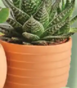 IGA SUCCULENTE offer