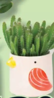 IGA HANGING PLANT OR GREEN PLANTS offer