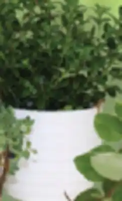 IGA HANGING PLANT offer
